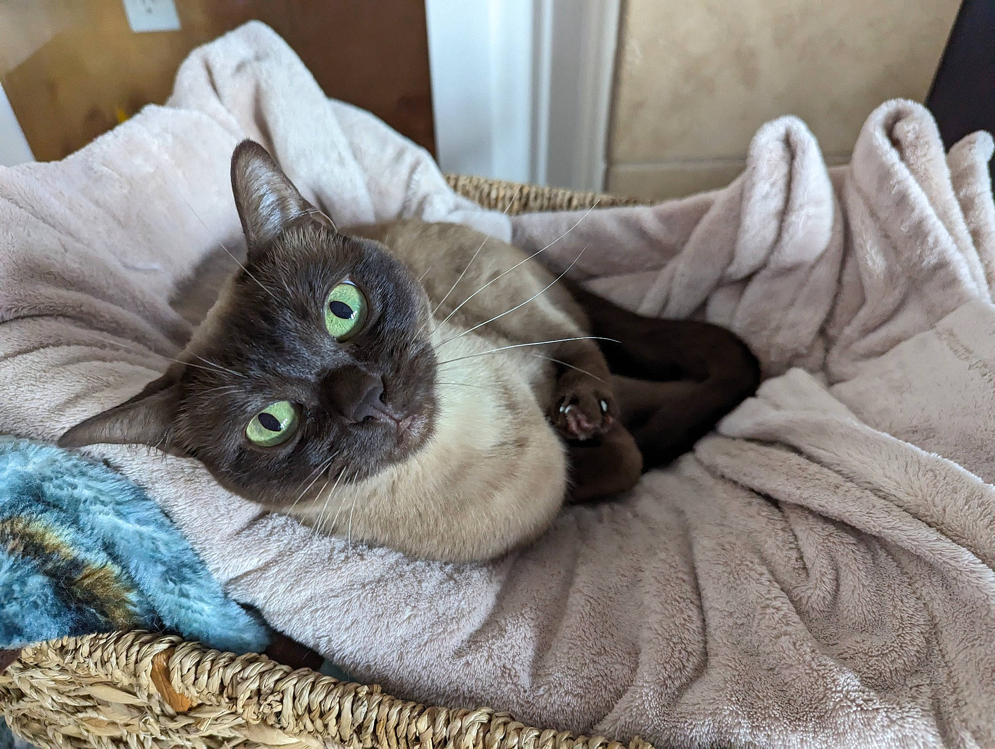 Pakhet is registered to the contest to win money with this photo: carnivore, cat, cat_bed, cat_furniture, cat_supply, chartreux, claw, comfort, couch, domestic_short_haired_cat, fawn, felidae, fur, grey, linens, nap, paw, small_to_medium_sized_cats, tail, whiskers