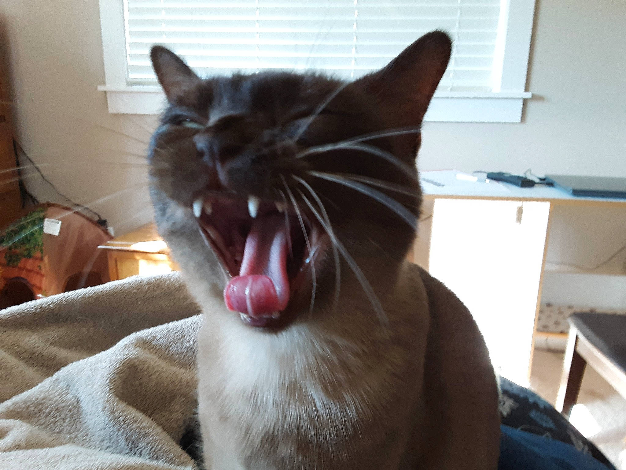 Pakhet is registered to the contest to win money with this photo: black_cat, carnivore, cat, comfort, domestic_short_haired_cat, eye, fang, felidae, fur, human_body, jaw, paw, roar, small_to_medium_sized_cats, smile, snout, whiskers, window, yawn