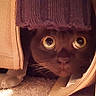 Pakhet joined the competition — help win amazing prizes! carnivore, cat, comfort, domestic_short_haired_cat, eyelash, fawn, felidae, fur, iris, paw, small_to_medium_sized_cats, snout, tail, terrestrial_animal, whiskers, wood, wool, woolen