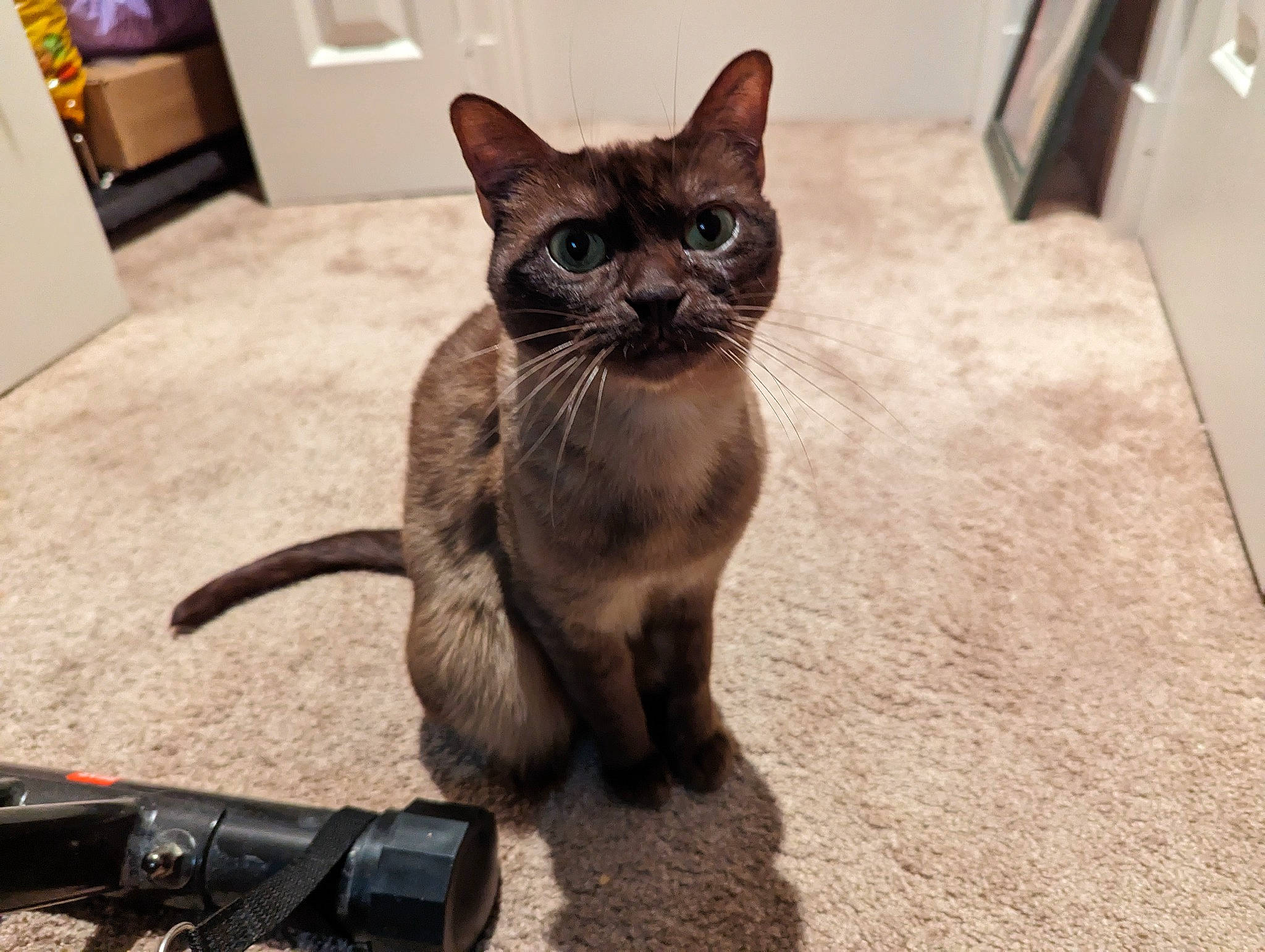 Pakhet joined the competition — help win amazing prizes! black_cat, camera, carnivore, cat, domestic_short_haired_cat, door, fawn, felidae, flooring, fur, office_supplies, paw, small_to_medium_sized_cats, tail, thai, whiskers