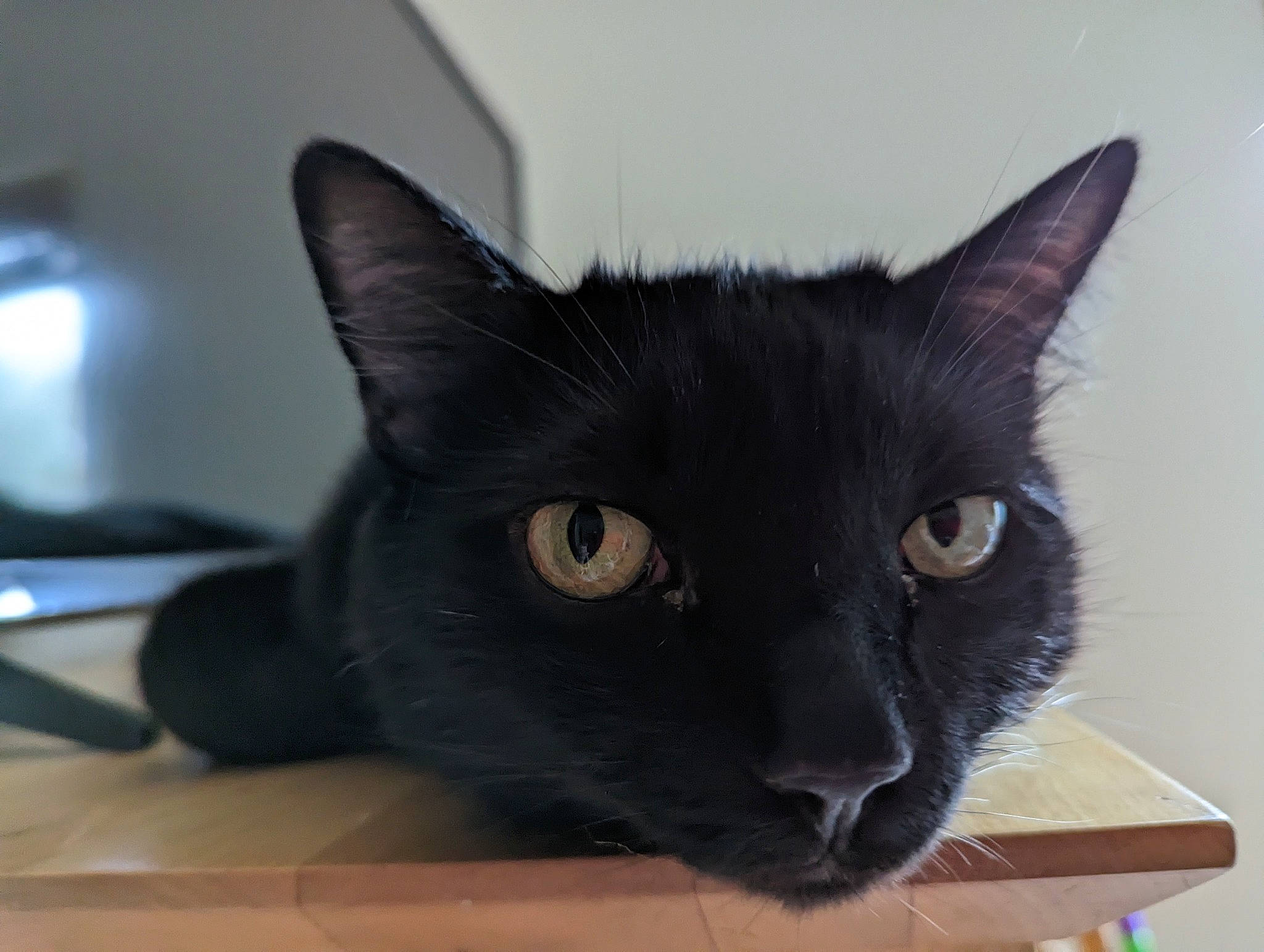 Pizzazzels is registered to the contest to win money with this photo: black_cat, bombay, carnivore, cat, domestic_short_haired_cat, felidae, fur, havana_brown, small_to_medium_sized_cats, snout, terrestrial_animal, whiskers
