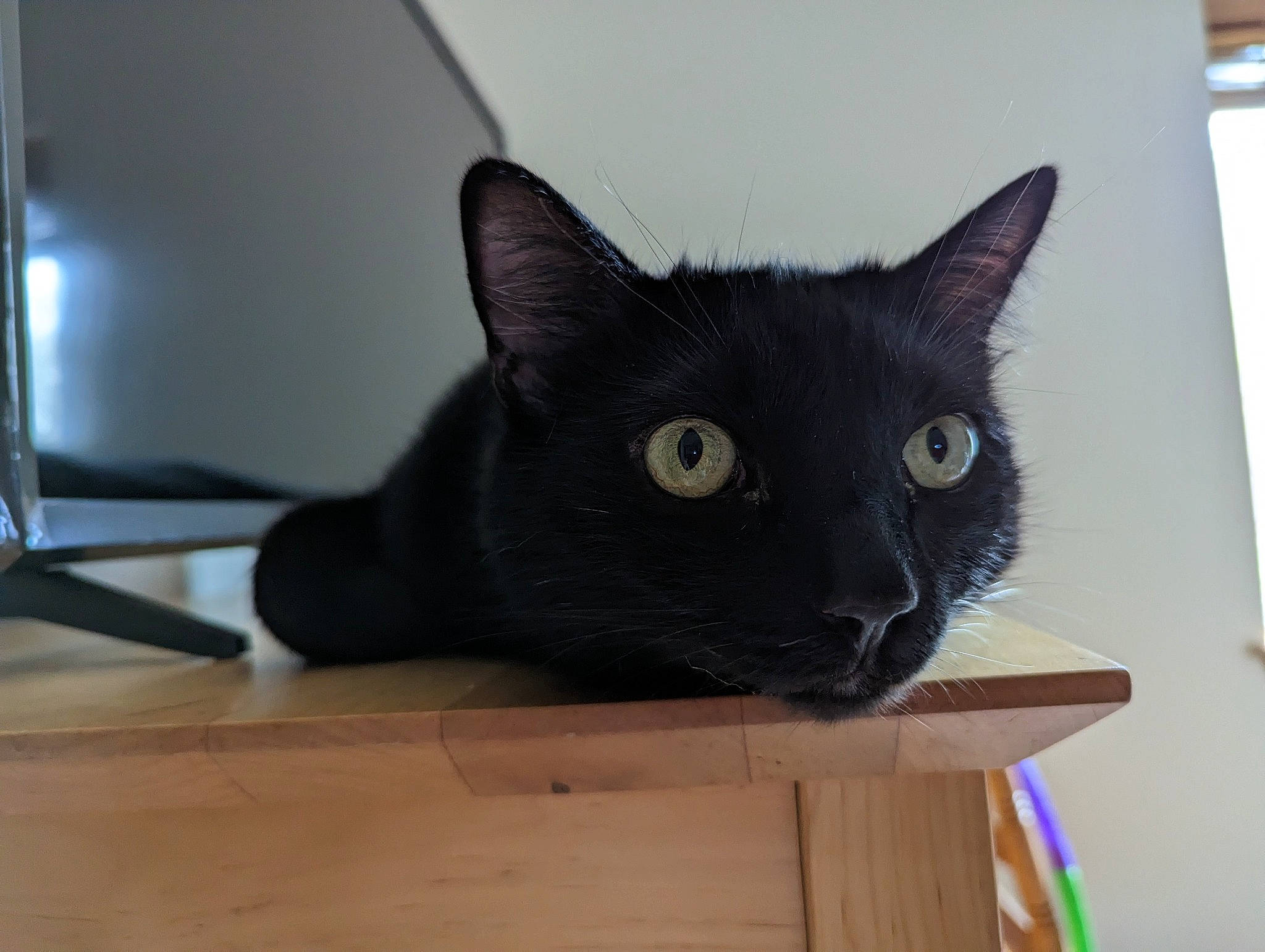 Pizzazzels joined the competition — help win amazing prizes! black_cat, bombay, carnivore, cat, domestic_short_haired_cat, felidae, fur, hardwood, plywood, small_to_medium_sized_cats, whiskers, wood