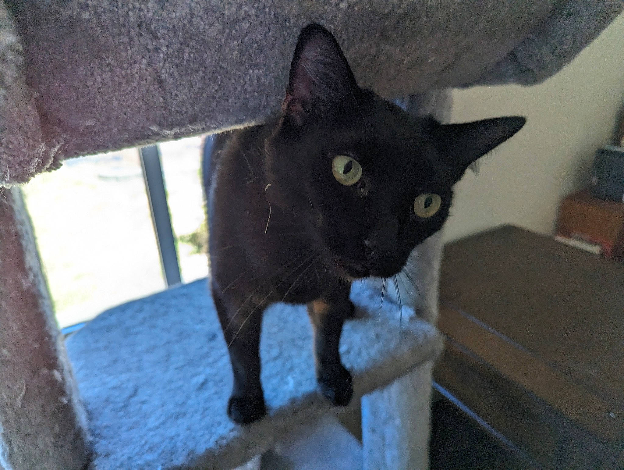 Pizzazzels is registered to the contest to win money with this photo: black_cat, bombay, carnivore, cat, domestic_short_haired_cat, felidae, fur, havana_brown, small_to_medium_sized_cats, snout, tail, terrestrial_animal, whiskers, wood