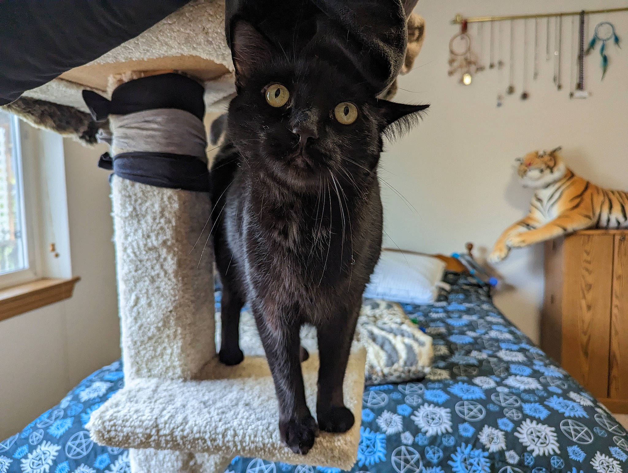Pizzazzels is registered to the contest to win money with this photo: black_cat, blue, carnivore, cat, claw, comfort, domestic_short_haired_cat, felidae, flooring, fur, grey, hardwood, linens, room, small_to_medium_sized_cats, tail, terrestrial_animal, whiskers, window