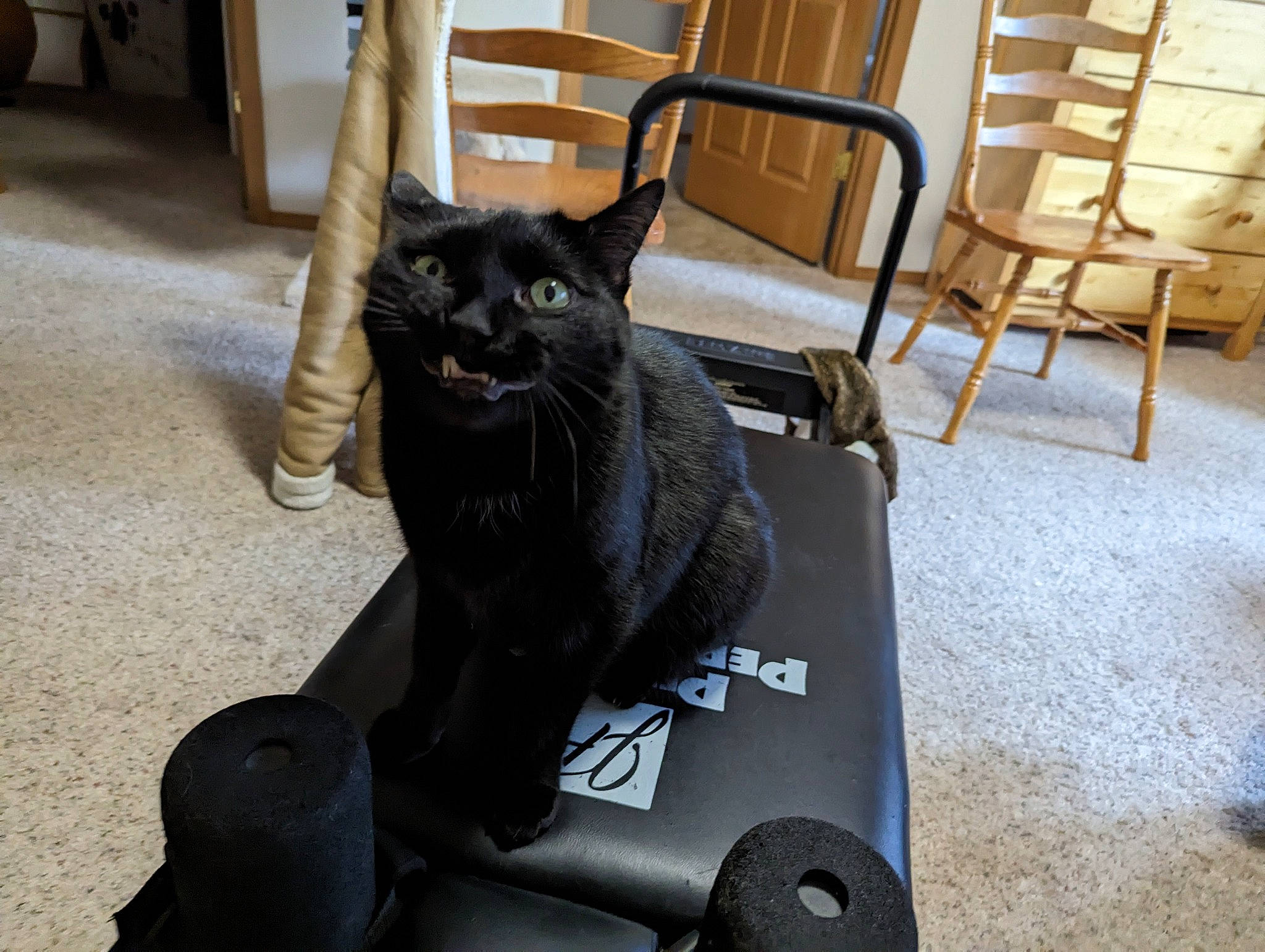 Pizzazzels joined the competition — help win amazing prizes! black_cat, bombay, carnivore, cat, chair, comfort, domestic_short_haired_cat, felidae, floor, flooring, fur, grey, hardwood, small_to_medium_sized_cats, snout, table, tail, whiskers, window, wood