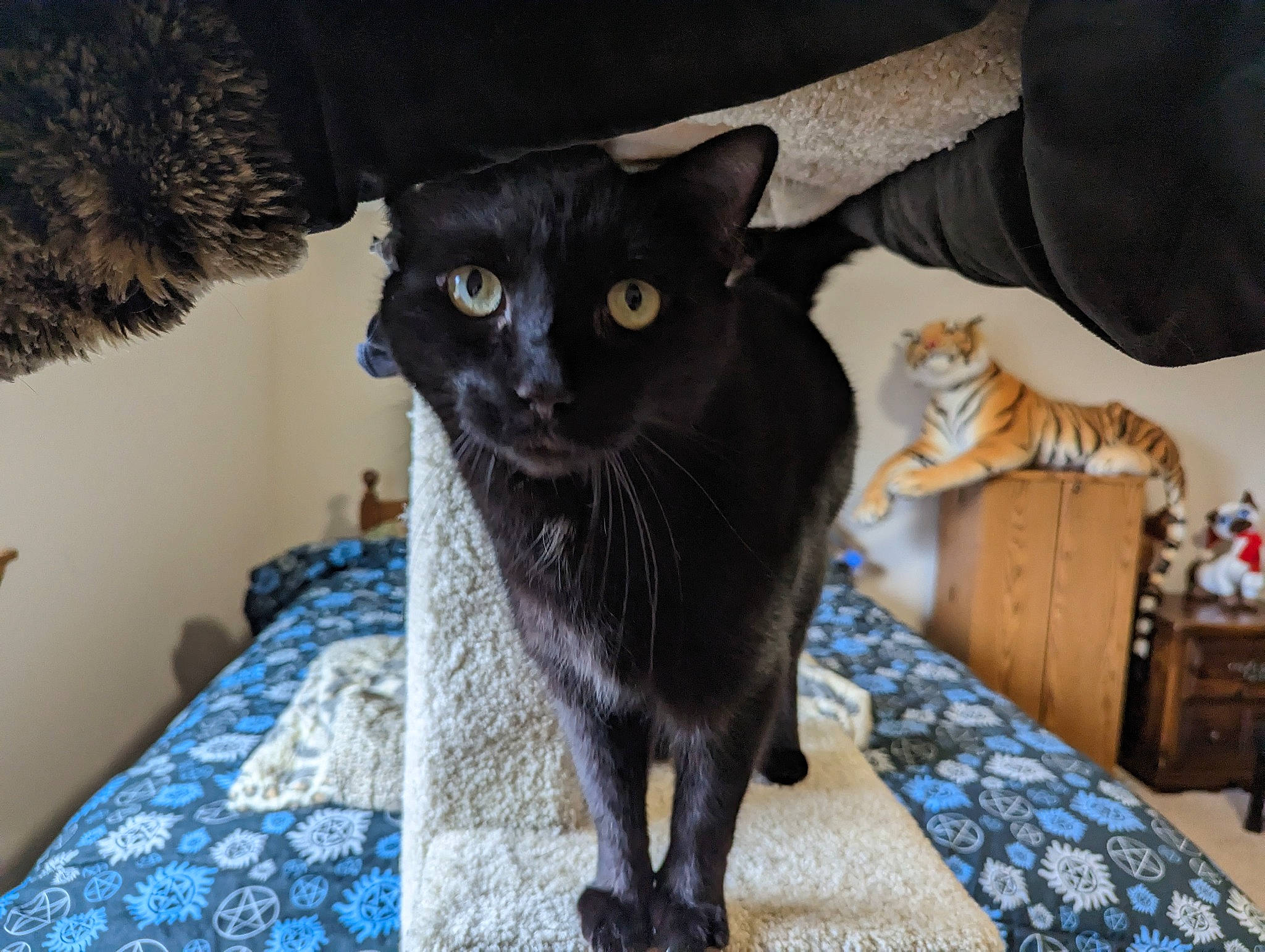 Pizzazzels is registered to the contest to win money with this photo: black_cat, bombay, carnivore, cat, comfort, domestic_short_haired_cat, felidae, flooring, fur, grey, linens, small_to_medium_sized_cats, table, tail, terrestrial_animal, whiskers