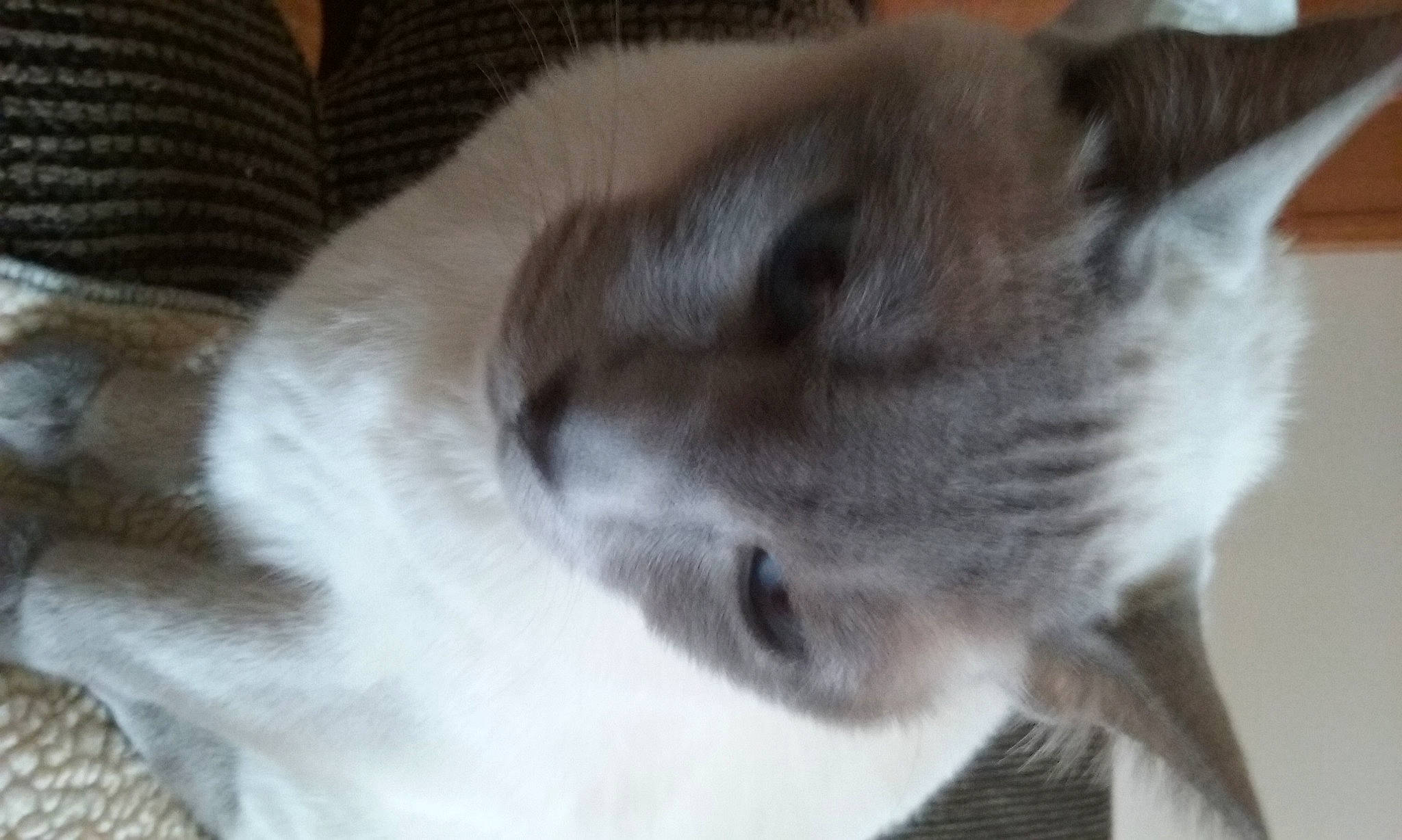 Squiggy joined the competition — help win amazing prizes! carnivore, cat, comfort, domestic_short_haired_cat, ear, eye, fawn, felidae, fur, head, nap, paw, small_to_medium_sized_cats, snout, tail, thai, whiskers