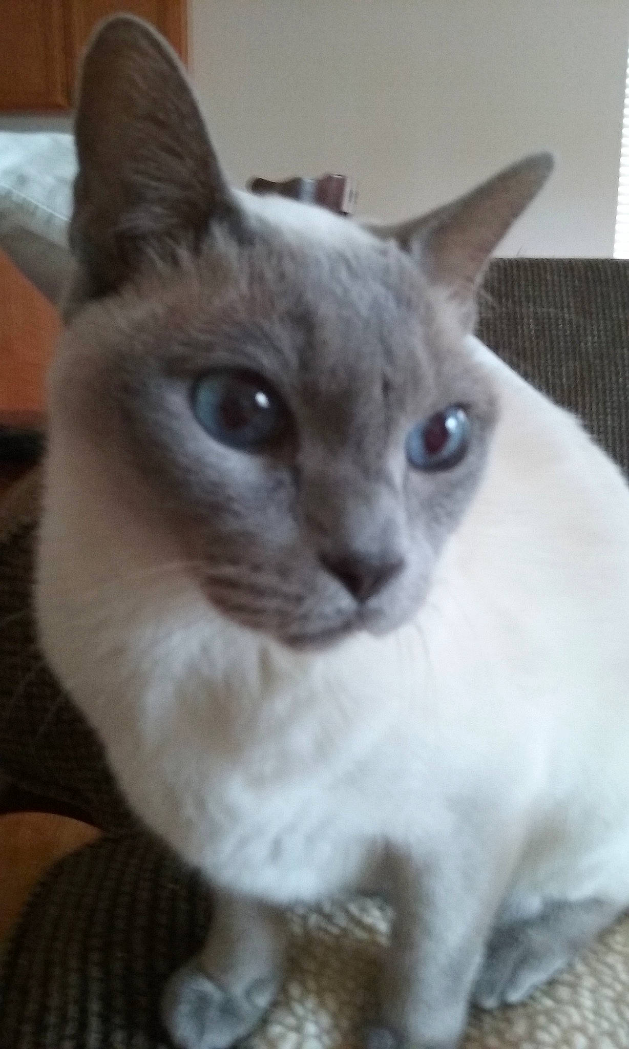 Squiggy is registered to the contest to win money with this photo: carnivore, cat, domestic_short_haired_cat, ear, eye, fawn, felidae, fur, head, iris, siamese, small_to_medium_sized_cats, snout, terrestrial_animal, thai, whiskers, window