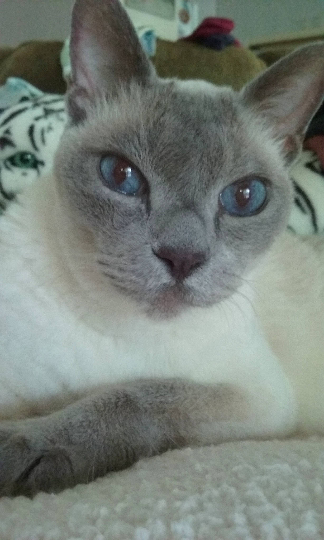 Squiggy is registered to the contest to win money with this photo: carnivore, cat, comfort, domestic_short_haired_cat, ear, eye, fawn, felidae, fur, head, human_body, siamese, small_to_medium_sized_cats, snout, terrestrial_animal, whiskers