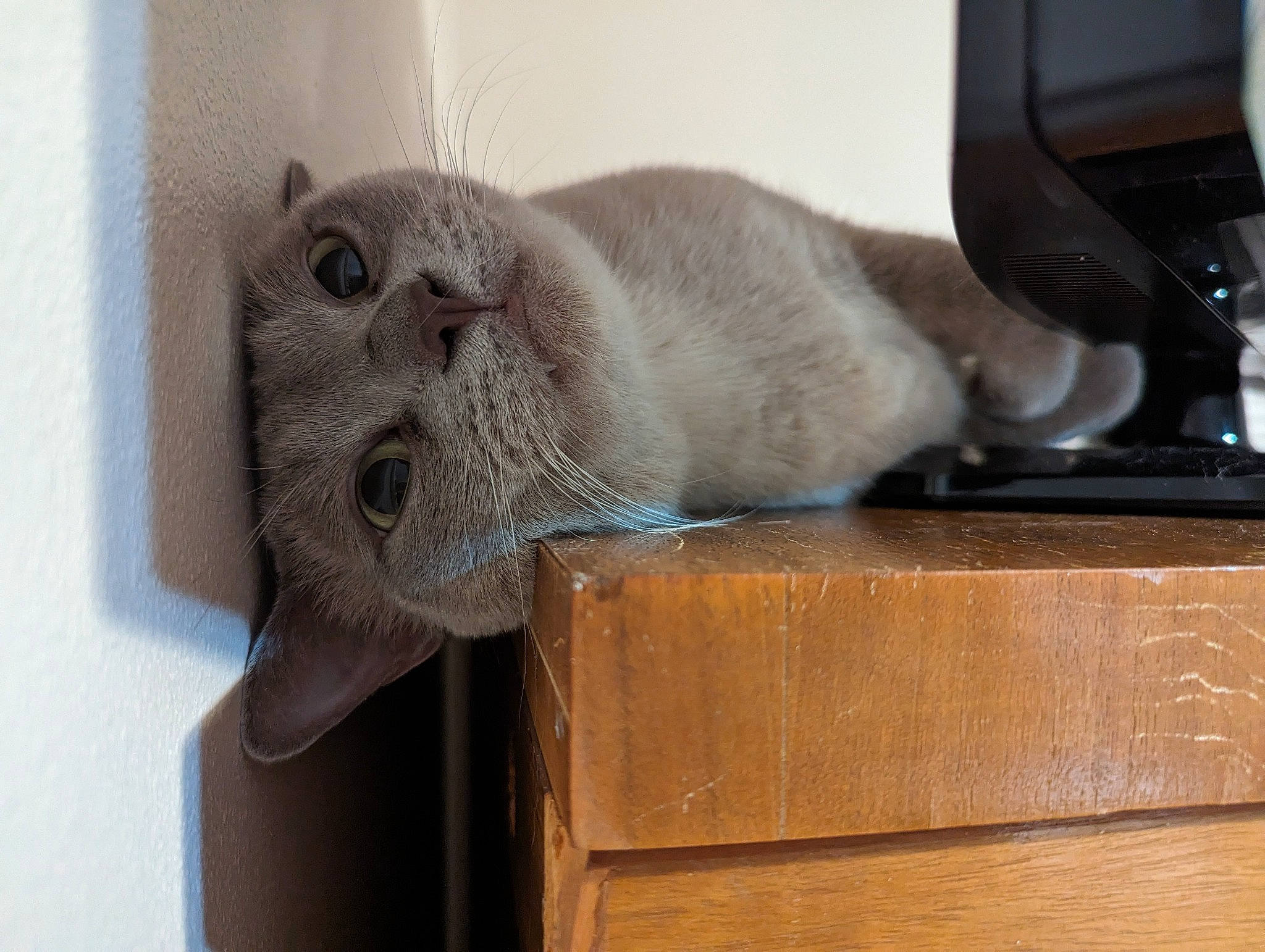 Arensnuphis is registered to the contest to win money with this photo: carnivore, cat, cat_supply, comfort, domestic_short_haired_cat, felidae, fur, hardwood, natural_material, plywood, russian_blue, small_to_medium_sized_cats, snout, whiskers, wood, wood_stain