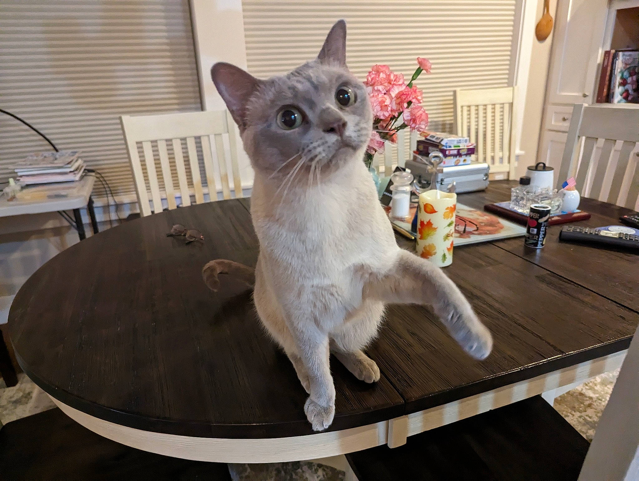 Arensnuphis joined the competition — help win amazing prizes! carnivore, cat, cat_supply, chair, desk, domestic_short_haired_cat, fawn, felidae, fur, furniture, paw, small_to_medium_sized_cats, snout, table, tail, thai, tonkinese, whiskers, window, wood