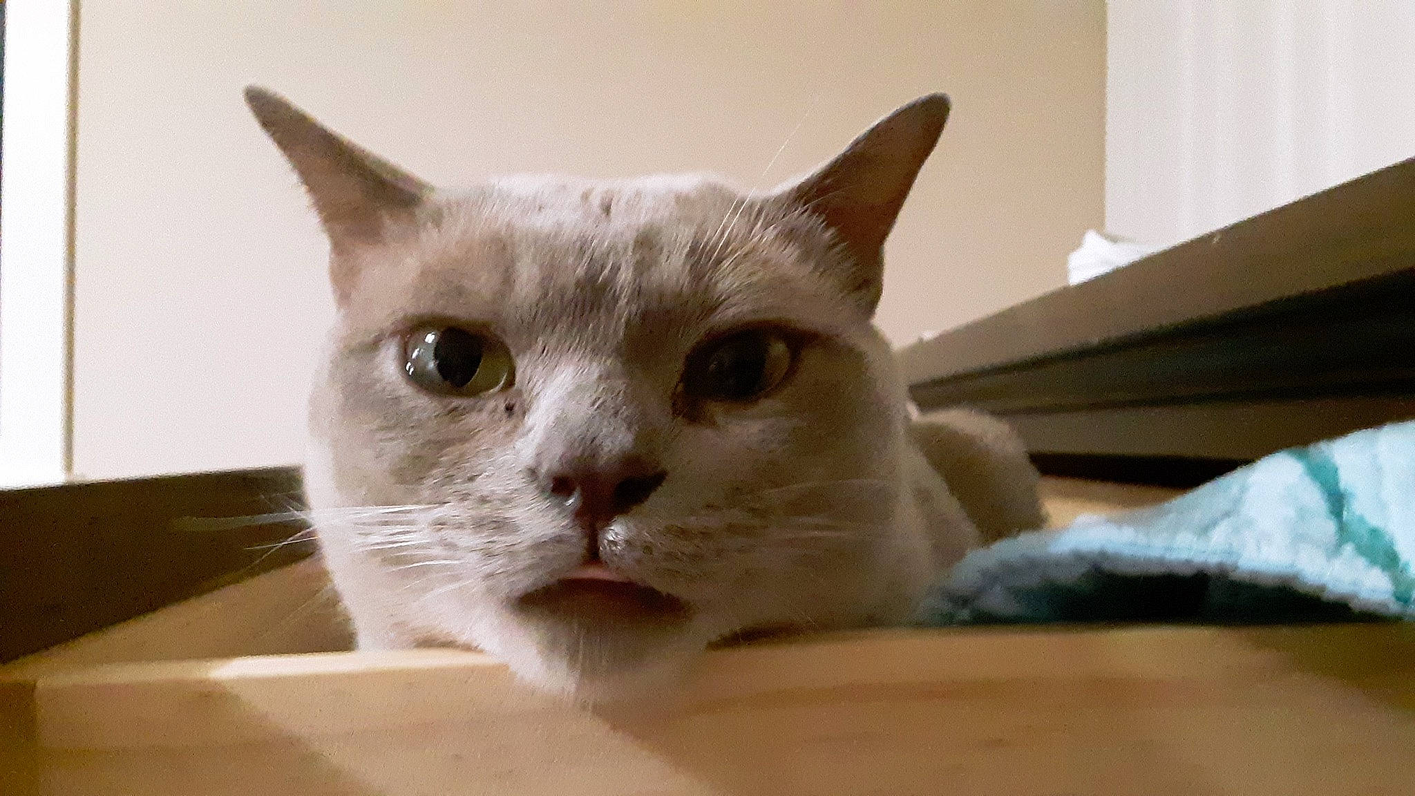 Arensnuphis is registered to the contest to win money with this photo: box, carnivore, cat, cat_furniture, cat_supply, comfort, domestic_short_haired_cat, ear, fawn, felidae, fur, paw, pet_supply, small_to_medium_sized_cats, whiskers, window