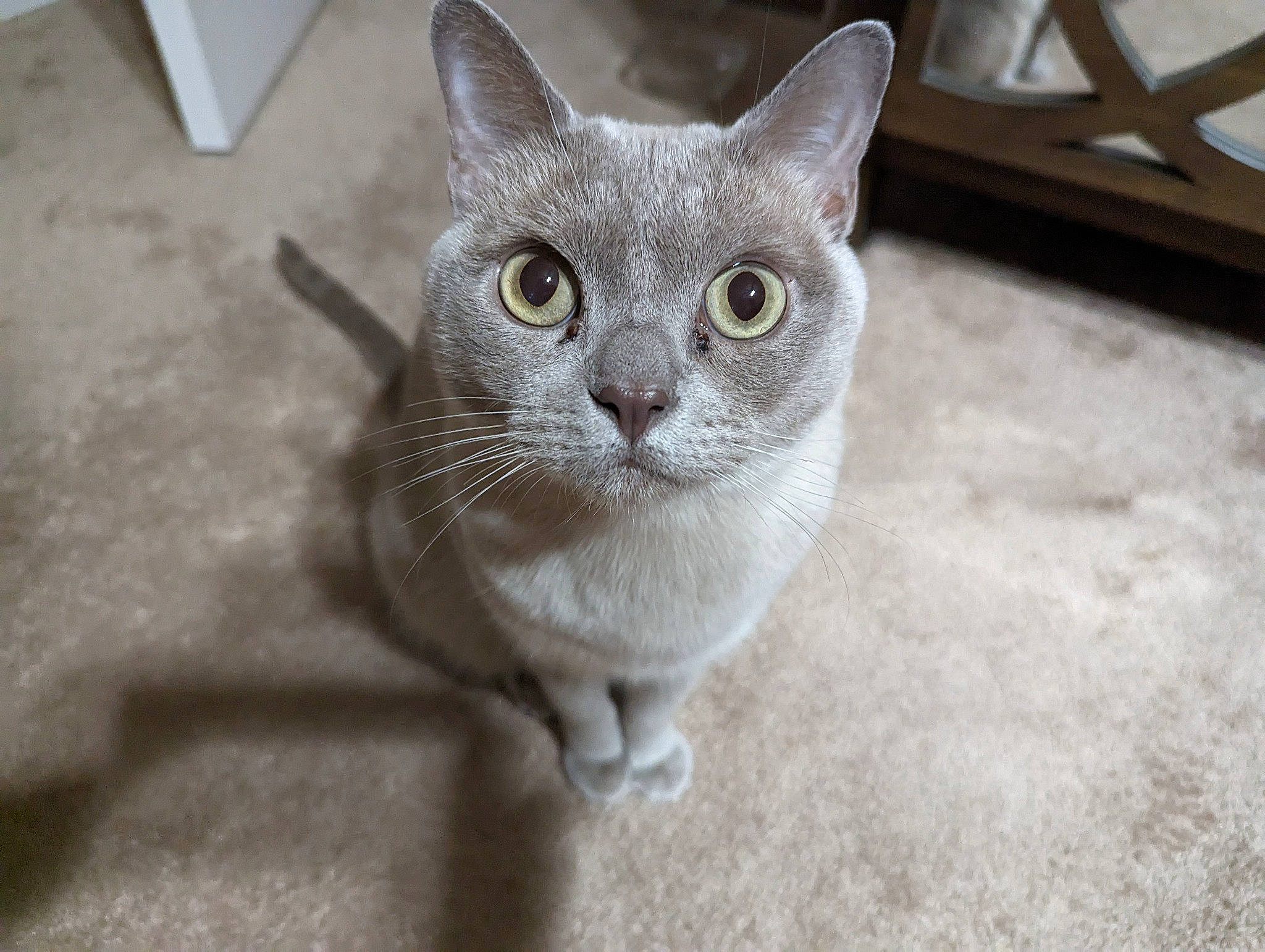 Arensnuphis joined the competition — help win amazing prizes! carnivore, cat, domestic_short_haired_cat, eye, felidae, fur, grey, head, paw, russian_blue, small_to_medium_sized_cats, snout, tail, terrestrial_animal, whiskers
