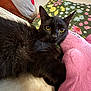 black_cat, cat, pet, animal, yellow_eyes, fluffy, indoor, bed, pillow, plush_toy, pink, green, floral_pattern, relaxed, curious, fur, whiskers, cozy, soft, cute