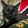 cat, black_cat, close_up, indoor, animal, pet, whiskers, fur, golden_eyes, floral_blanket, relaxing, portrait, feline, domestic_cat, sleepy, cozy, houseplant, flag, colorful, soft_texture