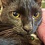 Urameshi joined the competition — help win amazing prizes! cat, black_cat, close_up, yellow_eyes, whiskers, fur, pet, animal, collar, bell, face, ears, nose, indoor, domestic, cute, feline, portrait, soft_background, pink