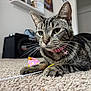 Keiko is registered to the contest to win money with this photo: cat, tabby_cat, toy_mouse, carpet, indoor, pet, collar, bell, whiskers, close_up, feline, animal, paw, playing, floor, household, domestic, alert, fur, mammal