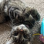 Keiko is registered to the contest to win money with this photo: cat, tabby, pet, animal, feline, carpet, toy, playful, curious, whiskers, paw, fur, indoor, cute, relaxed, closeup, looking, upside_down, domestic, young