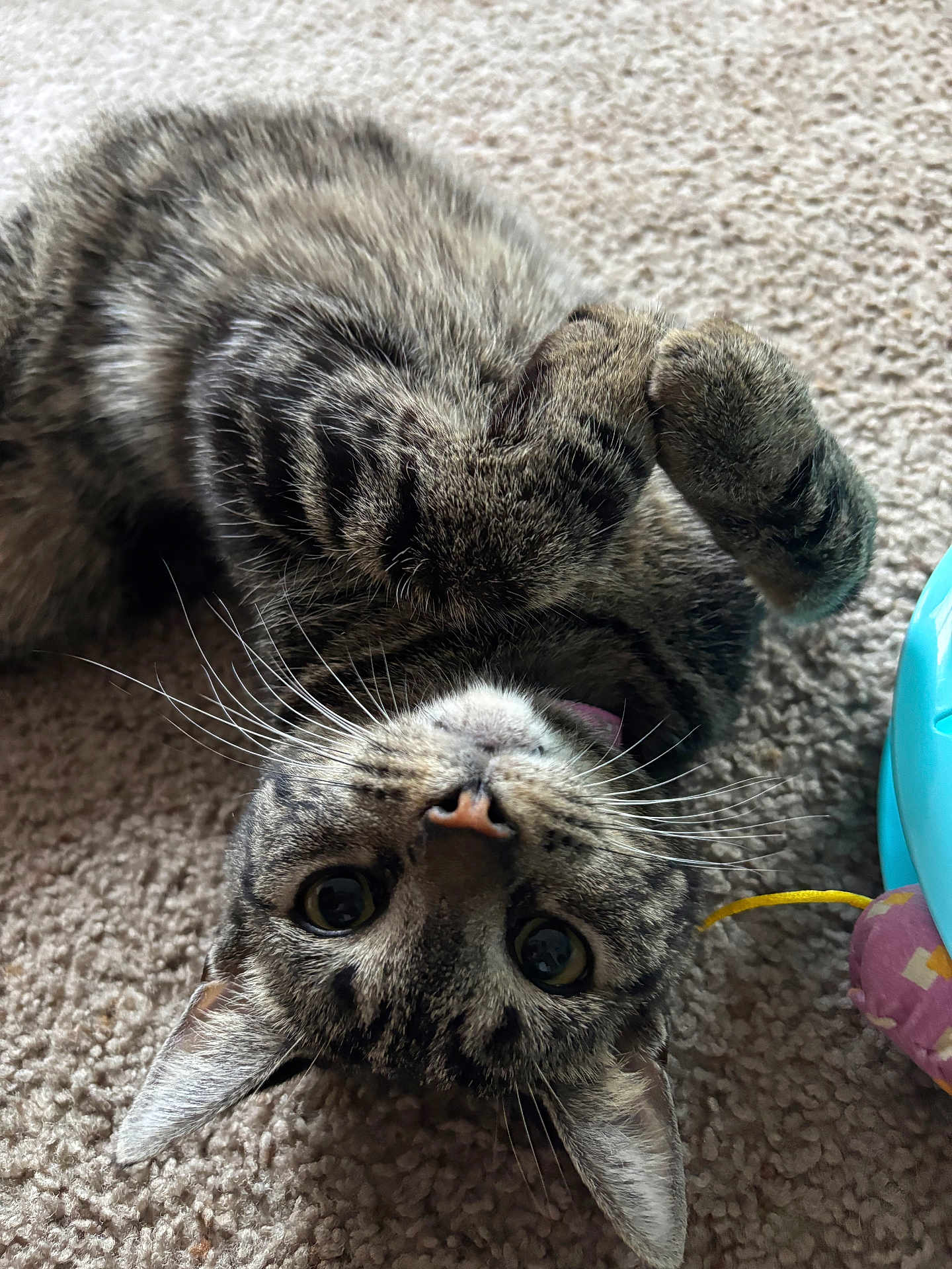 Keiko is registered to the contest to win money with this photo: cat, tabby, pet, animal, feline, carpet, toy, playful, curious, whiskers, paw, fur, indoor, cute, relaxed, closeup, looking, upside_down, domestic, young