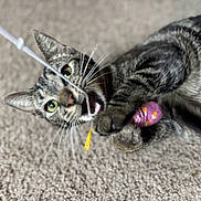 Keiko is registered to the contest to win money with this photo: cat, tabby, toy, mouse_toy, carpet, playful, whiskers, claws, bite, pet, indoor, animal, feline, fur, closeup, green_eyes, paws, muzzle, playtime, curious
