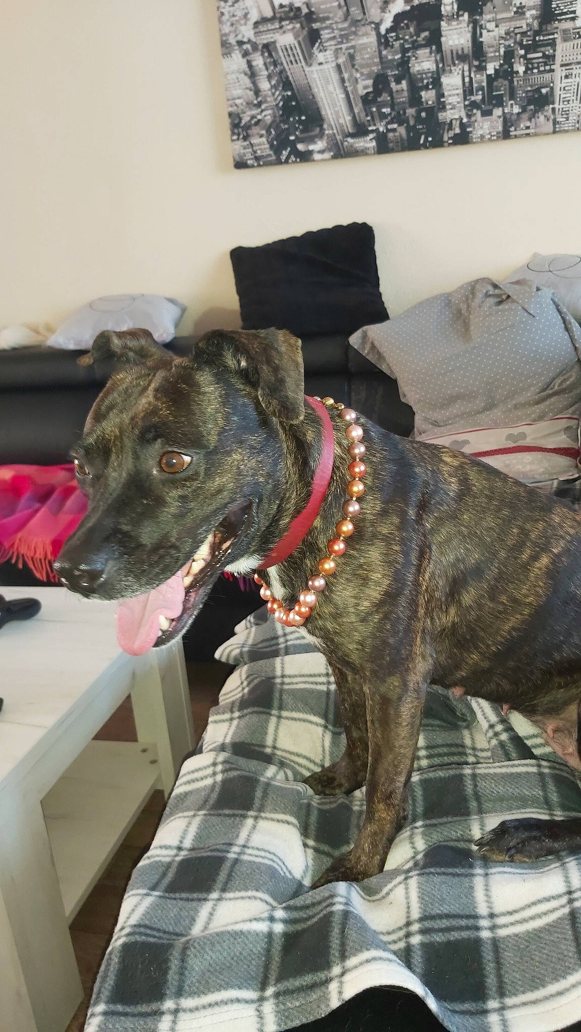 Awa participe au concours pour gagner de l'argent avec cette photo : alaunt, american_pit_bull_terrier, canidae, carnivore, cimarron_uruguayo, dog, dog_breed, dog_collar, dutch_shepherd_dog, formosan_mountain_dog, greyhound, lurcher, mammal, mountain_cur, non_sporting_group, plott_hound, snout, sporting_group, treeing_tennessee_brindle, vertebrate