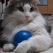 Shelby participe au concours pour gagner de l'argent avec cette photo : cat, kitten, fluffy, longhaired, white_and_gray, blue_ball, pet, animal, feline, portrait, close_up, large_eyes, green_eyes, pink_nose, whiskers, paws, indoors, floor, playful, cute