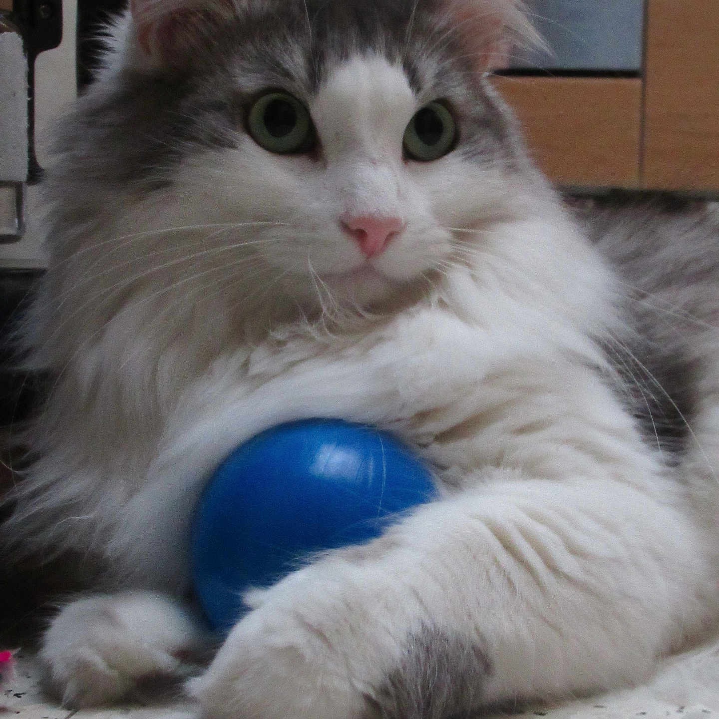 Shelby participe au concours pour gagner de l'argent avec cette photo : cat, kitten, fluffy, longhaired, white_and_gray, blue_ball, pet, animal, feline, portrait, close_up, large_eyes, green_eyes, pink_nose, whiskers, paws, indoors, floor, playful, cute