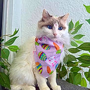 Cairo is registered to the contest to win money with this photo: cat, blue_eyes, fluffy_fur, white_cat, bandana, easter_theme, carrot_pattern, decorated_eggs, indoor, green_leaves, plant, gray_surface, sitting, pet, portrait, closeup, cute, animal, feline, soft_fur