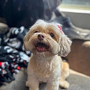 Korra joined the competition — help win amazing prizes! companion_animal, couch, cozy_home, cream_colored, dog, fluffy, gray_fabric, happy, indoors, natural_light, open_mouth, pet, portrait, red_bow, sitting, small_dog, smiling, sofa, white_dog, window