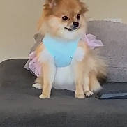 Bella joined the competition — help win amazing prizes! background_wall, blue_outfit, canine, companion, couch, digital_clock, dog, domestic_animal, fluffy, furniture, household, indoor, looking_away, pet, phone_lock_screen, pomeranian, sitting, small_dog, soft_toy, time_display