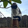 animal, cat, curious, daytime, domestic, fence, fur, leaf, mammal, nature, outdoor, paws, pet, quiet, sitting, sky, tail, tree_branch, watching, wooden_post