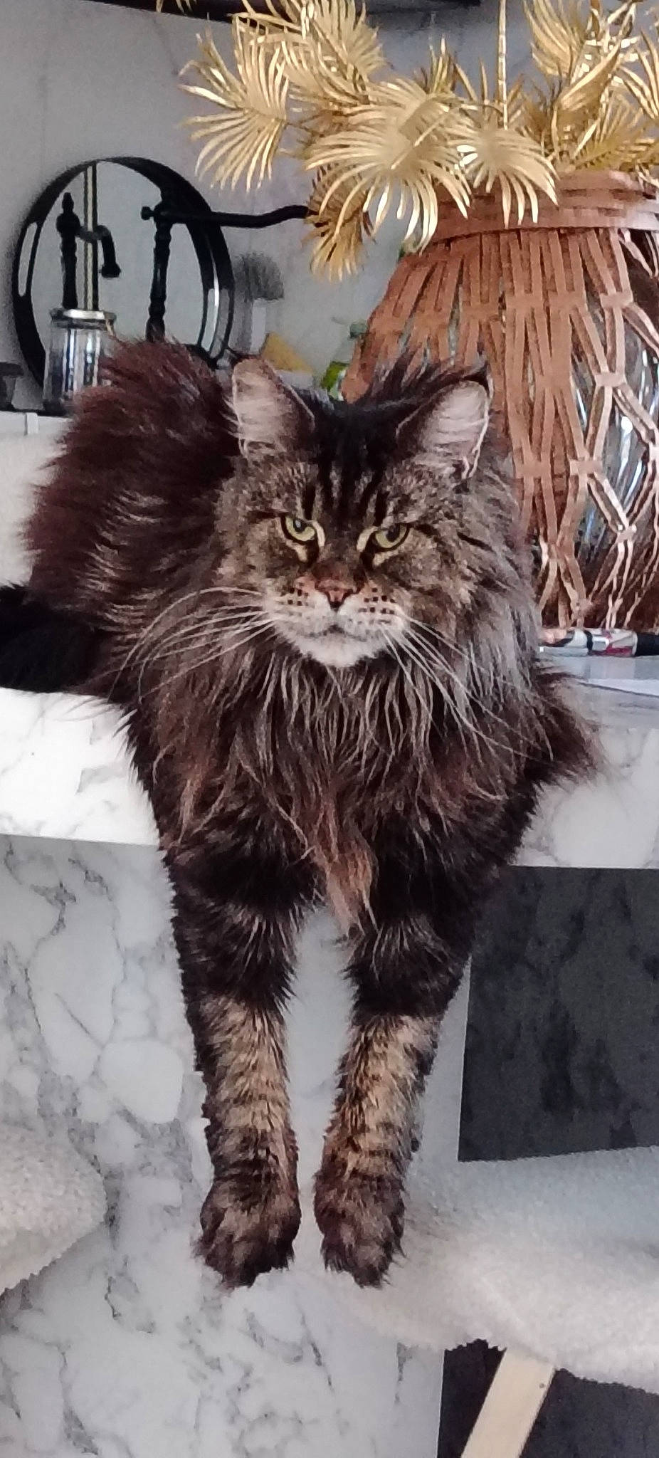 Marilyn participe au concours pour gagner de l'argent avec cette photo : art, carnivore, cat, claw, domestic_short_haired_cat, eye, felidae, fur, maine_coon, small_to_medium_sized_cats, snout, tail, terrestrial_animal, whiskers, wildlife