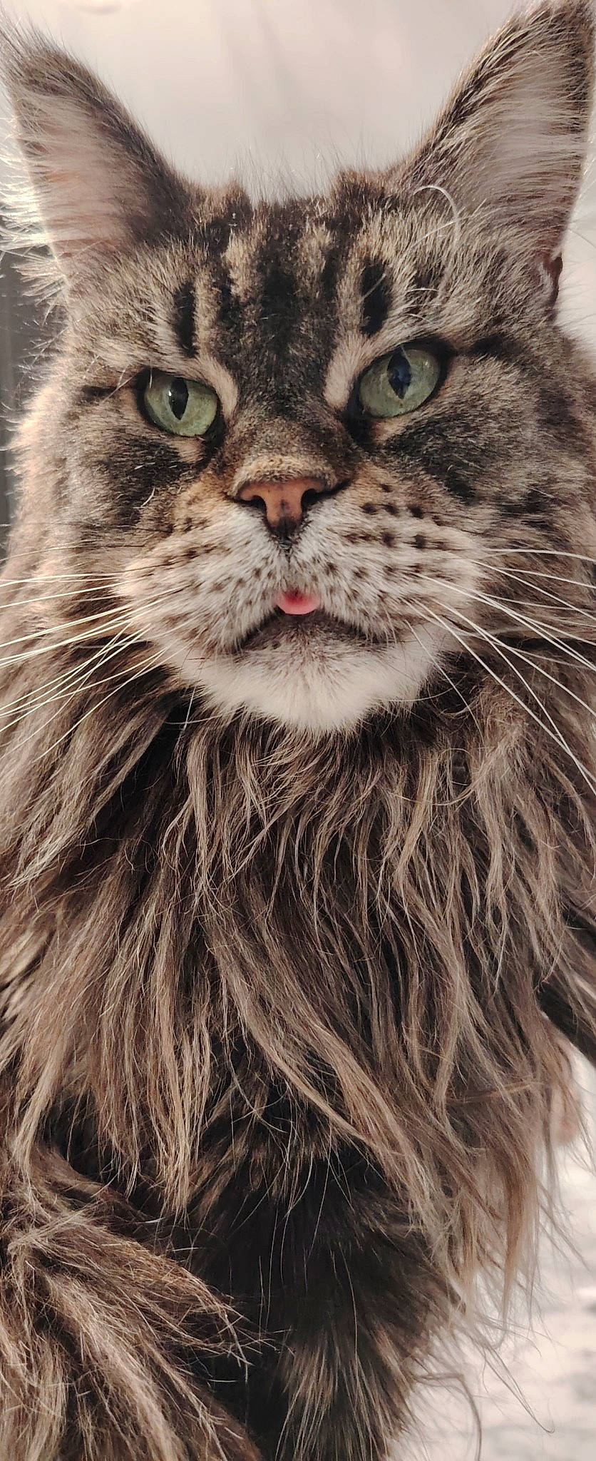 Marilyn a rejoint le concours — aidez-le/la à gagner de superbes lots ! art, carnivore, cat, domestic_short_haired_cat, felidae, fur, grass, pattern, paw, photo_caption, photography, small_to_medium_sized_cats, snout, terrestrial_animal, whiskers, wildlife, window