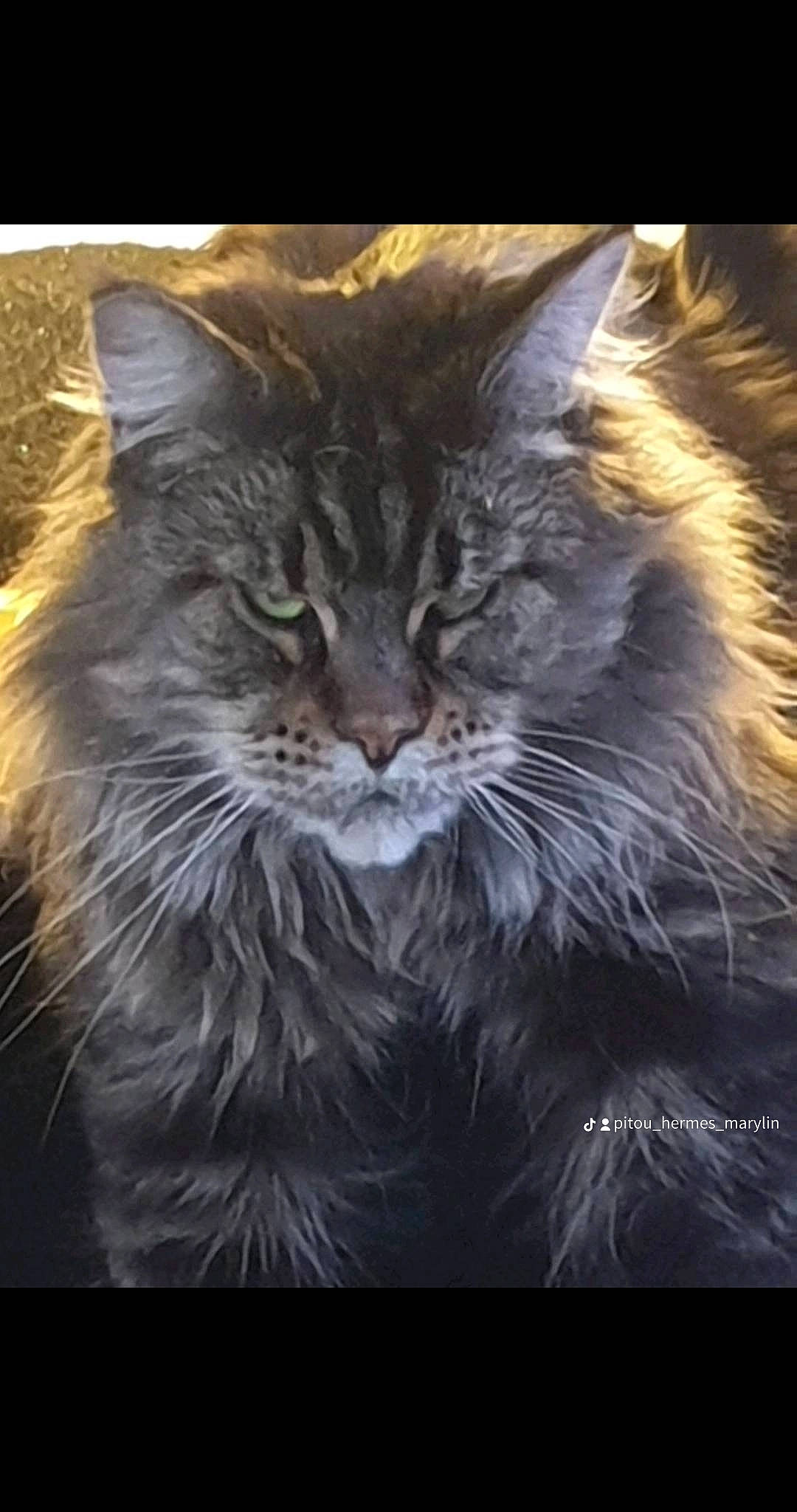 Marilyn participe au concours pour gagner de l'argent avec cette photo : carnivore, cat, darkness, felidae, fur, maine_coon, photo_caption, plant, small_to_medium_sized_cats, snout, terrestrial_animal, tree, whiskers, wildlife