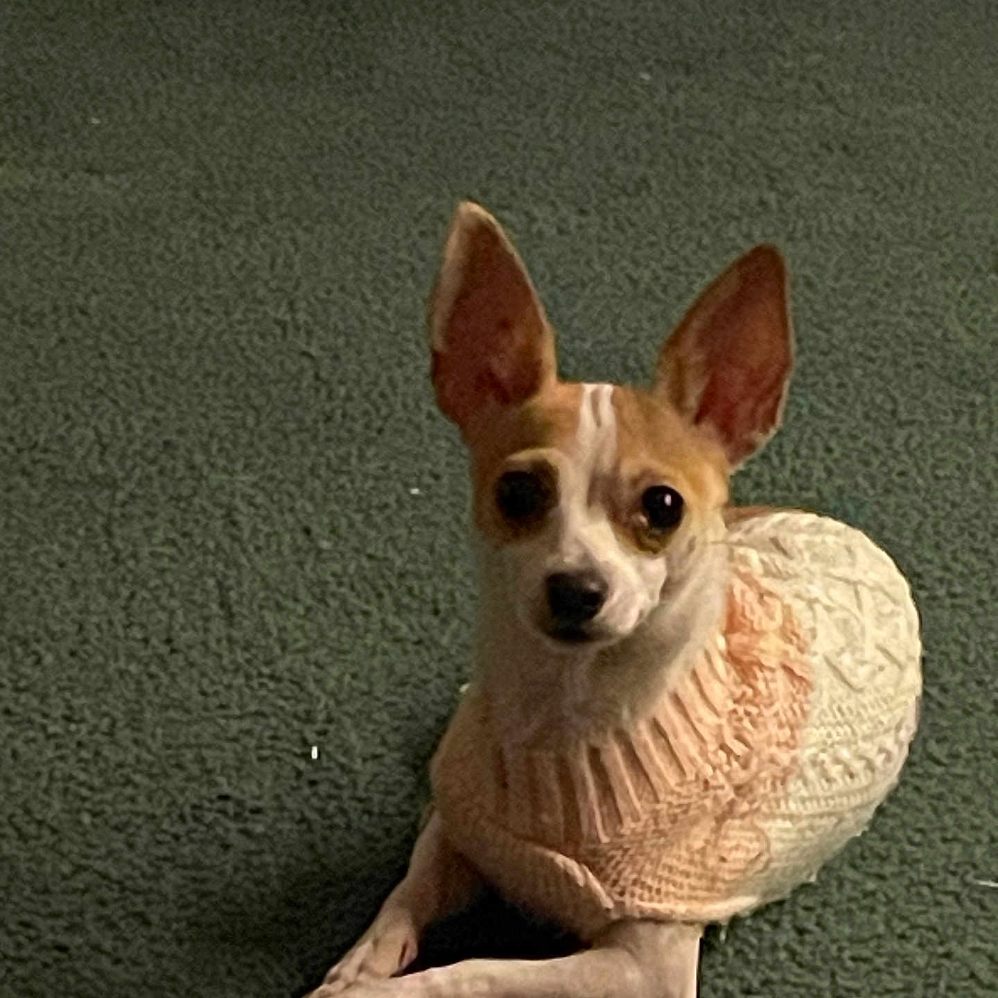 Bella Powell joined the competition — help win amazing prizes! animal, ball, canine, cat, chihuahua, clothing, cockerspaniel, cushion, deer, dog, hat, homedecor, hound, papillon, pet, puppy, sport, tennis, tennisball, whitedog