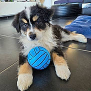 Veka participe au concours pour gagner de l'argent avec cette photo : animal, architecture, ball, basketball, basketballball, building, canine, couch, dog, football, furniture, indoors, pet, puppy, soccer, soccerball, sphere, sport, tennis, tennisball