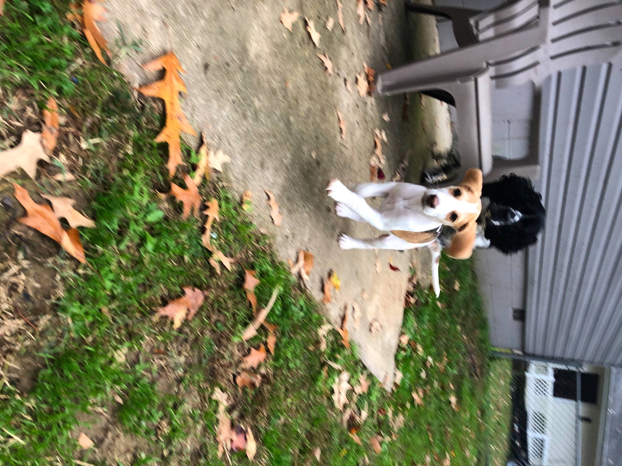 Lady joined the competition — help win amazing prizes! canidae, fawn