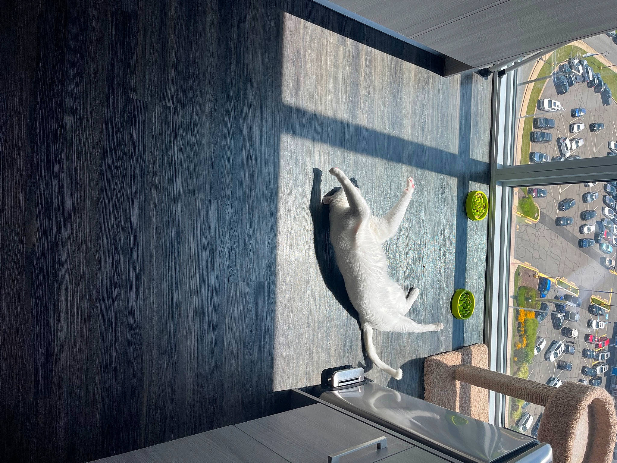 Lucky joined the competition — help win amazing prizes! art, ceiling, daylighting, fin, fish, glass, grey, hardwood, marine_mammal, metal, room, sculpture, table, tail, visual_arts, wildlife, wing, wood