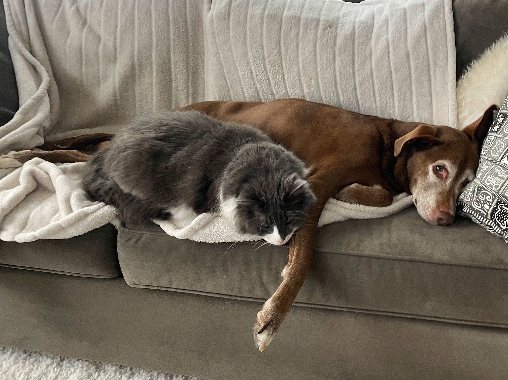 Leo is registered to the contest to win money with this photo: carnivore, cat, comfort, companion_dog, dog_breed, domestic_short_haired_cat, fawn, felidae, fur, grey, hardwood, liver, pet_supply, small_to_medium_sized_cats, sporting_group, tail, whiskers, window, wood, working_animal