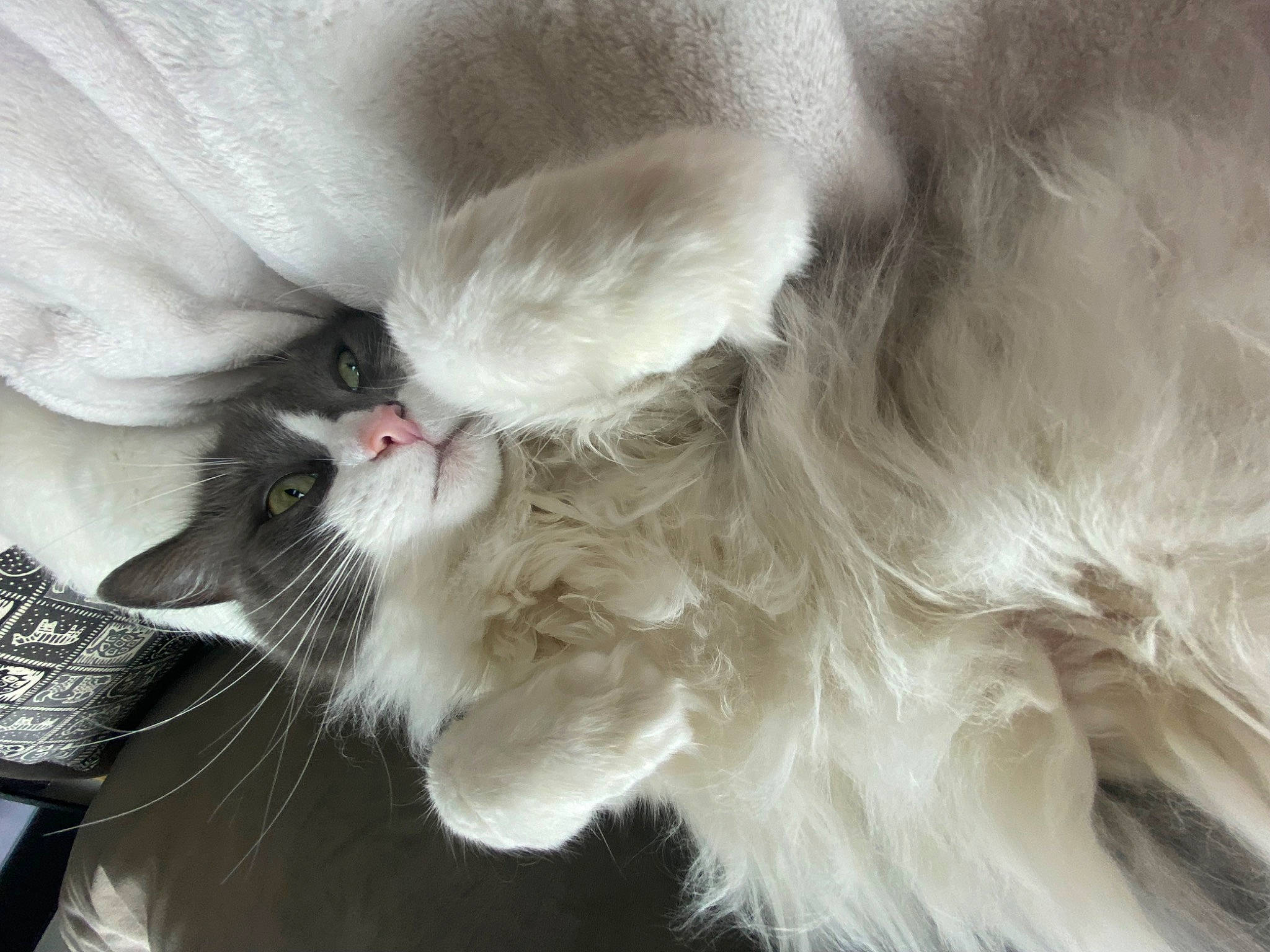 Leo is registered to the contest to win money with this photo: carnivore, cat, claw, comfort, companion_dog, dog_breed, ear, eyelash, fashion_accessory, fawn, feather, felidae, fur, paw, plant, small_to_medium_sized_cats, snout, tail, whiskers, wing