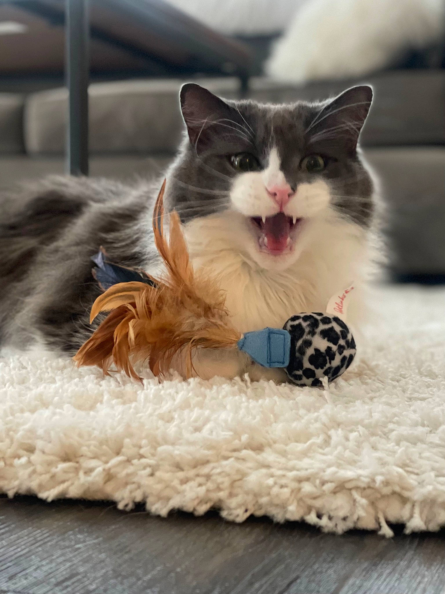 Leo joined the competition — help win amazing prizes! basket, carnivore, cat, claw, comfort, domestic_short_haired_cat, fashion_accessory, felidae, foot, formal_wear, fur, happy, pattern, paw, sitting, small_to_medium_sized_cats, snout, whiskers, winter