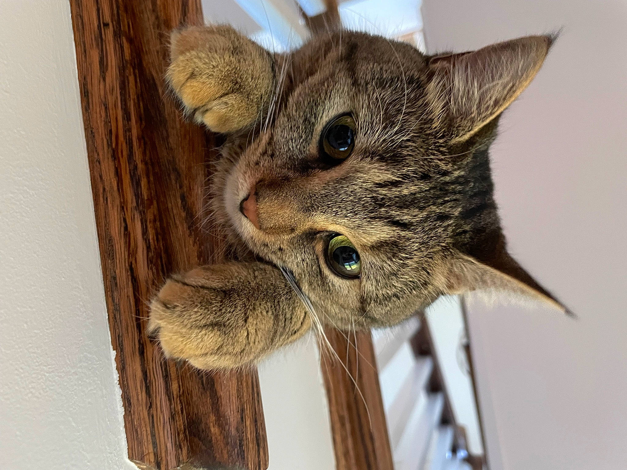 Leia joined the competition — help win amazing prizes! carnivore, cat, domestic_short_haired_cat, ear, felidae, fur, hardwood, small_to_medium_sized_cats, snout, tail, terrestrial_animal, twig, whiskers, wildlife, wood