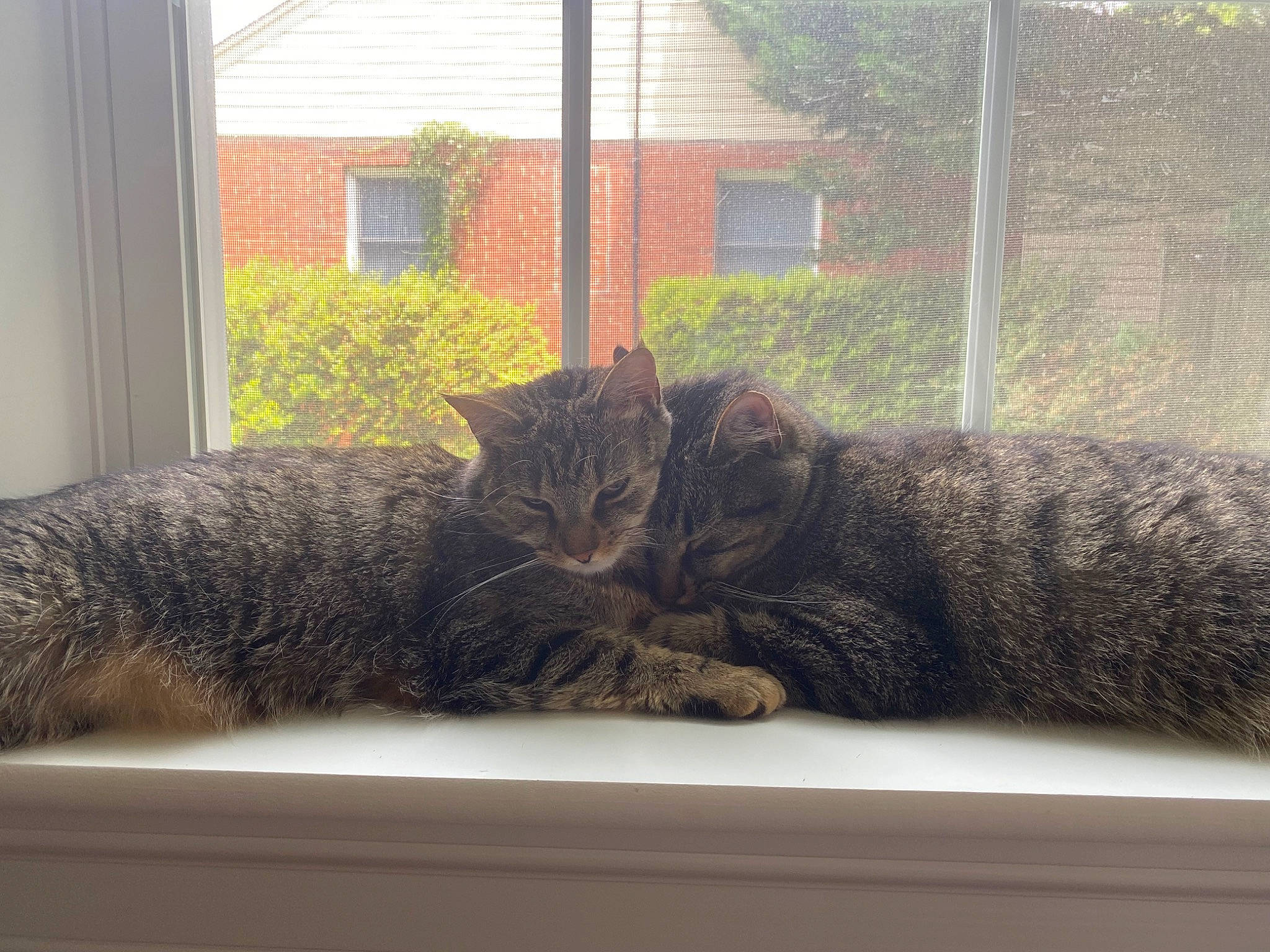 Leia is registered to the contest to win money with this photo: carnivore, cat, chair, comfort, domestic_short_haired_cat, felidae, fur, grey, mammal, plant, sitting, small_to_medium_sized_cats, snout, tail, terrestrial_animal, tree, vertebrate, whiskers, window, wood