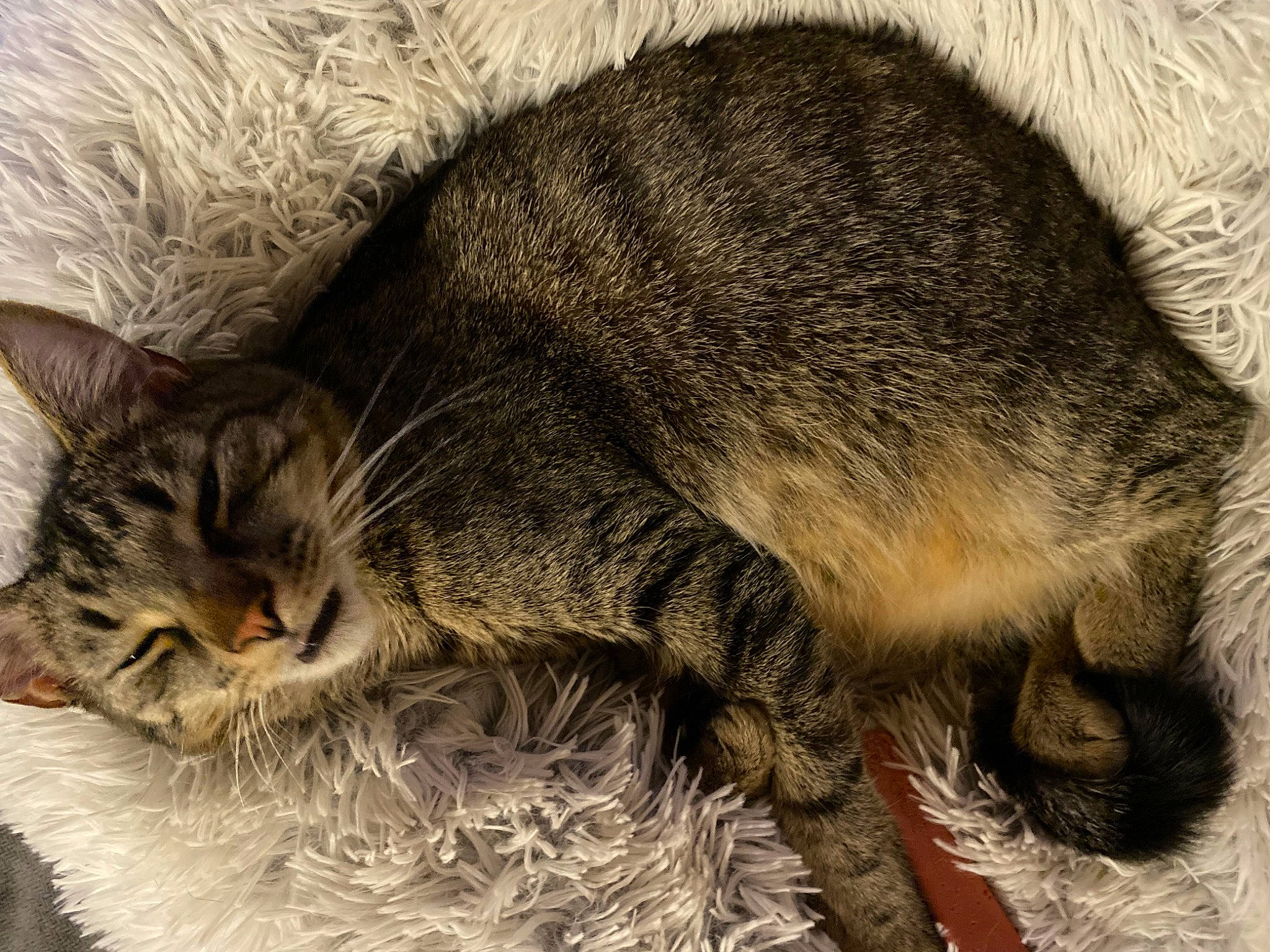 Leia joined the competition — help win amazing prizes! carnivore, cat, claw, comfort, domestic_short_haired_cat, felidae, fur, mammal, nap, paw, sleep, small_to_medium_sized_cats, snout, tail, terrestrial_animal, vertebrate, whiskers, wildlife