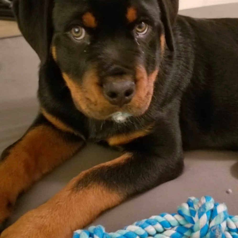 Gimli is registered to the contest to win money with this photo: canidae, carlin_pinscher, carnivore, dog, dog_breed, fawn, huntaway, mammal, molosser, puppy, rottweiler, sporting_group, vertebrate, working_dog