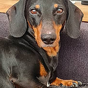Geb participe au concours pour gagner de l'argent avec cette photo : dog, dachshund, pet, animal, black, tan, fur, ears, nose, paw, claw, blanket, couch, indoor, home, relaxed, portrait, closeup, looking, resting
