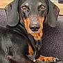dog, dachshund, pet, animal, black, tan, fur, ears, nose, paw, claw, blanket, couch, indoor, home, relaxed, portrait, closeup, looking, resting