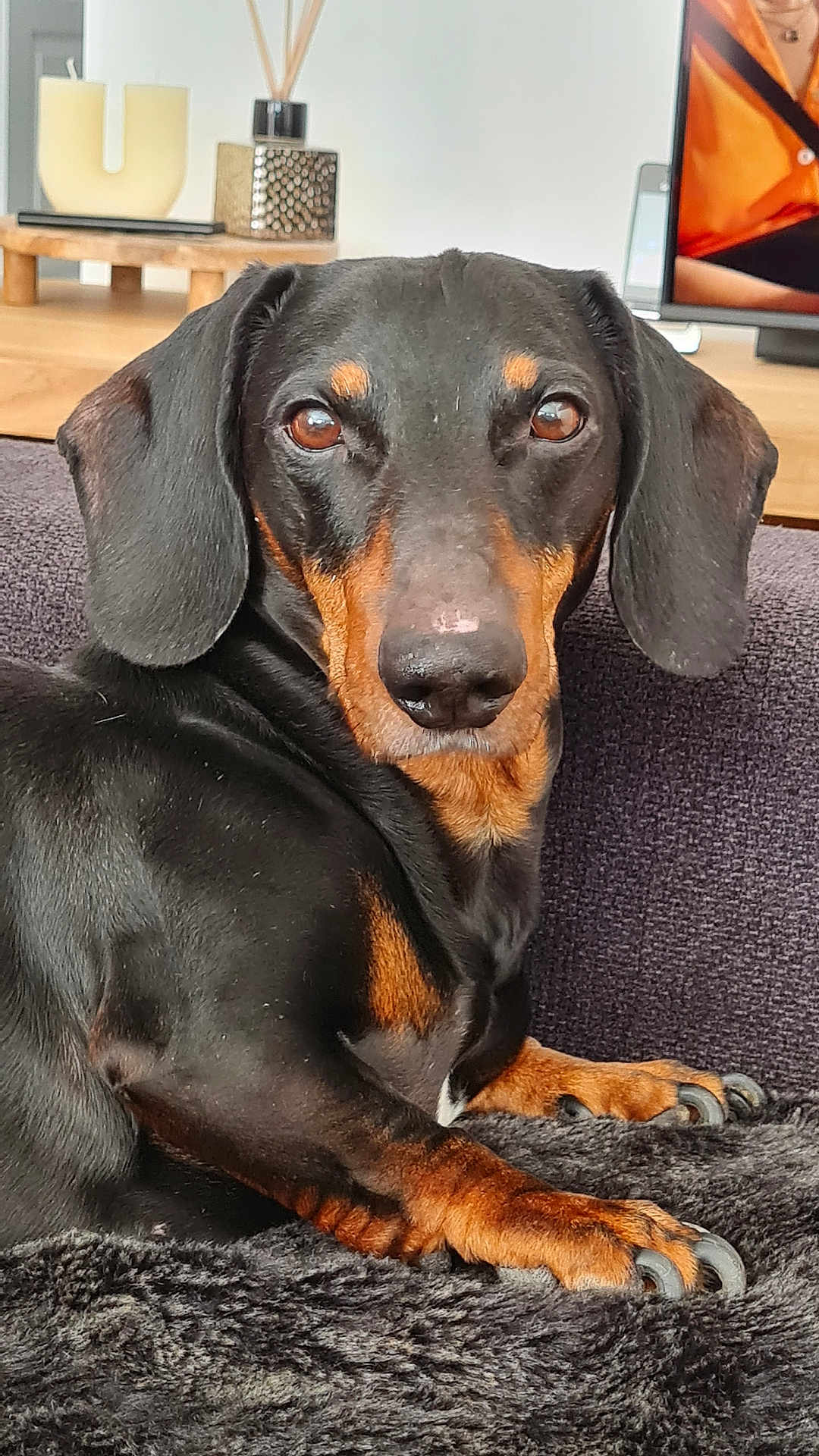Geb participe au concours pour gagner de l'argent avec cette photo : dog, dachshund, pet, animal, black, tan, fur, ears, nose, paw, claw, blanket, couch, indoor, home, relaxed, portrait, closeup, looking, resting