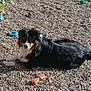 animal, black_fur, canine, daylight, dog, ears, eyes, fur, gravel, ground, laying_down, nature, outdoor, pet, play, portrait, relaxed, sunlight, toy, white_fur