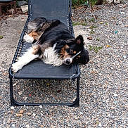 Usko participe au concours pour gagner de l'argent avec cette photo : dog, lounge_chair, outdoor, garden, gravel, potted_plants, greenery, relaxed, resting, black, white, brown, fur, pet, nature, summer, sunlight, animal, canine, leisure